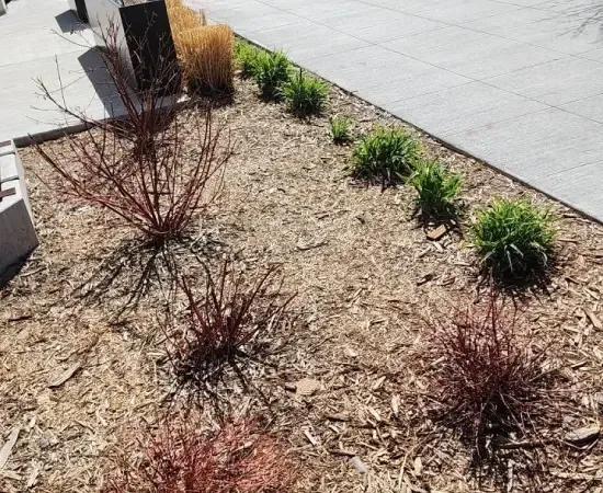 A freshly mulched commercial landscape bed alongside a paver walkway, planted with red-twig dogwoods and clumps of ornamental grass at staggered sizes. The kind of seasonal enhancement work commercial landscape account managers scope, photograph, and track against the property file inside SiteDNA so renewals walk in with the upsell pipeline already pulled.